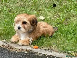 Yorkshire Terrier dogs Miniature Yorkshire Terrier - Advert 13