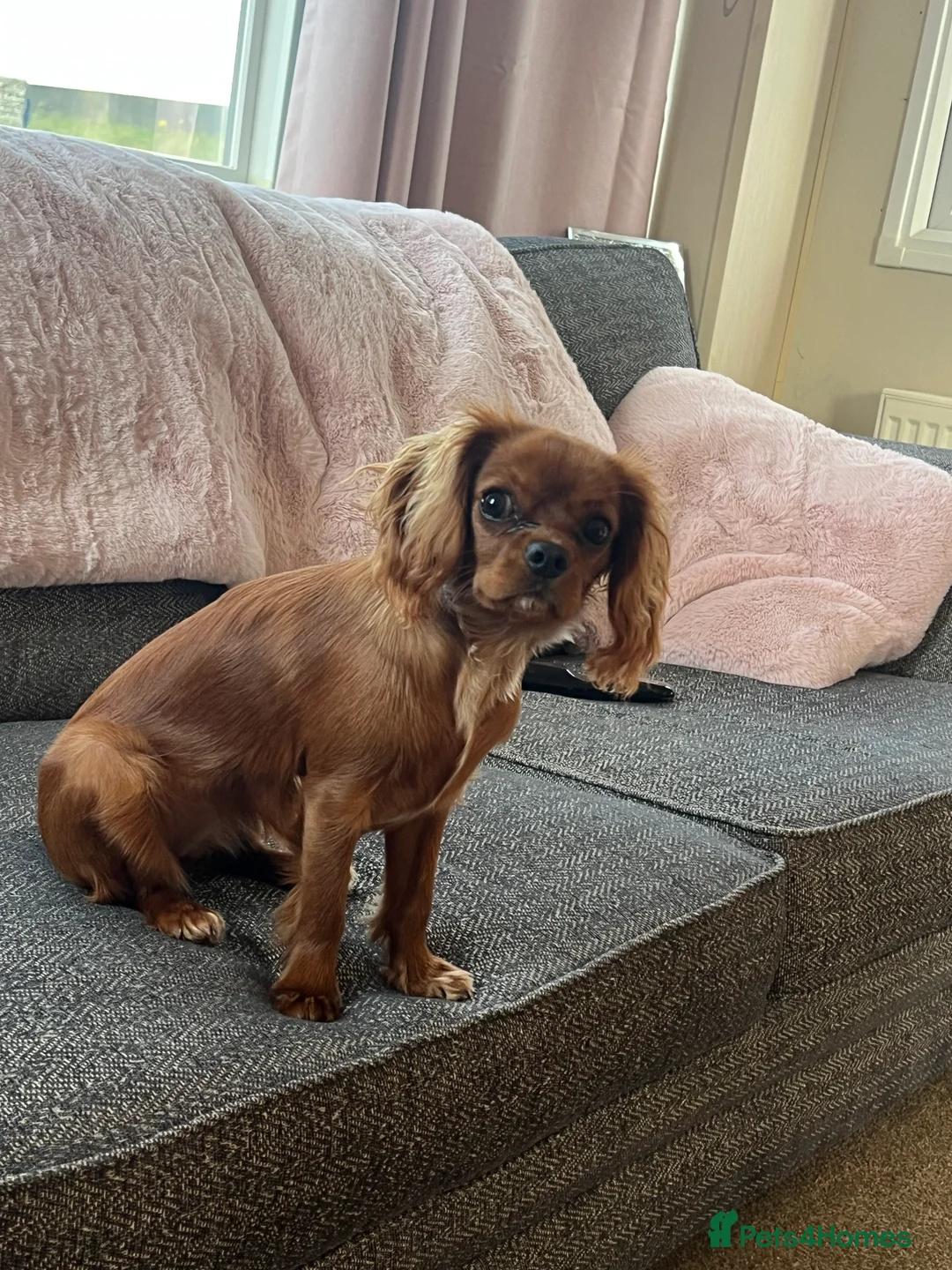 Cavalier King Charles Spaniel dogs for sale: 1-Year-Old Cavalier King Charles Spaniel – Coco in Ashford - Advert 17