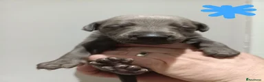 Whippet Puppy 5 (Blue)