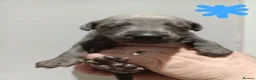 Whippet dogs for sale: KC Registered Whippet Puppies - Advert 12