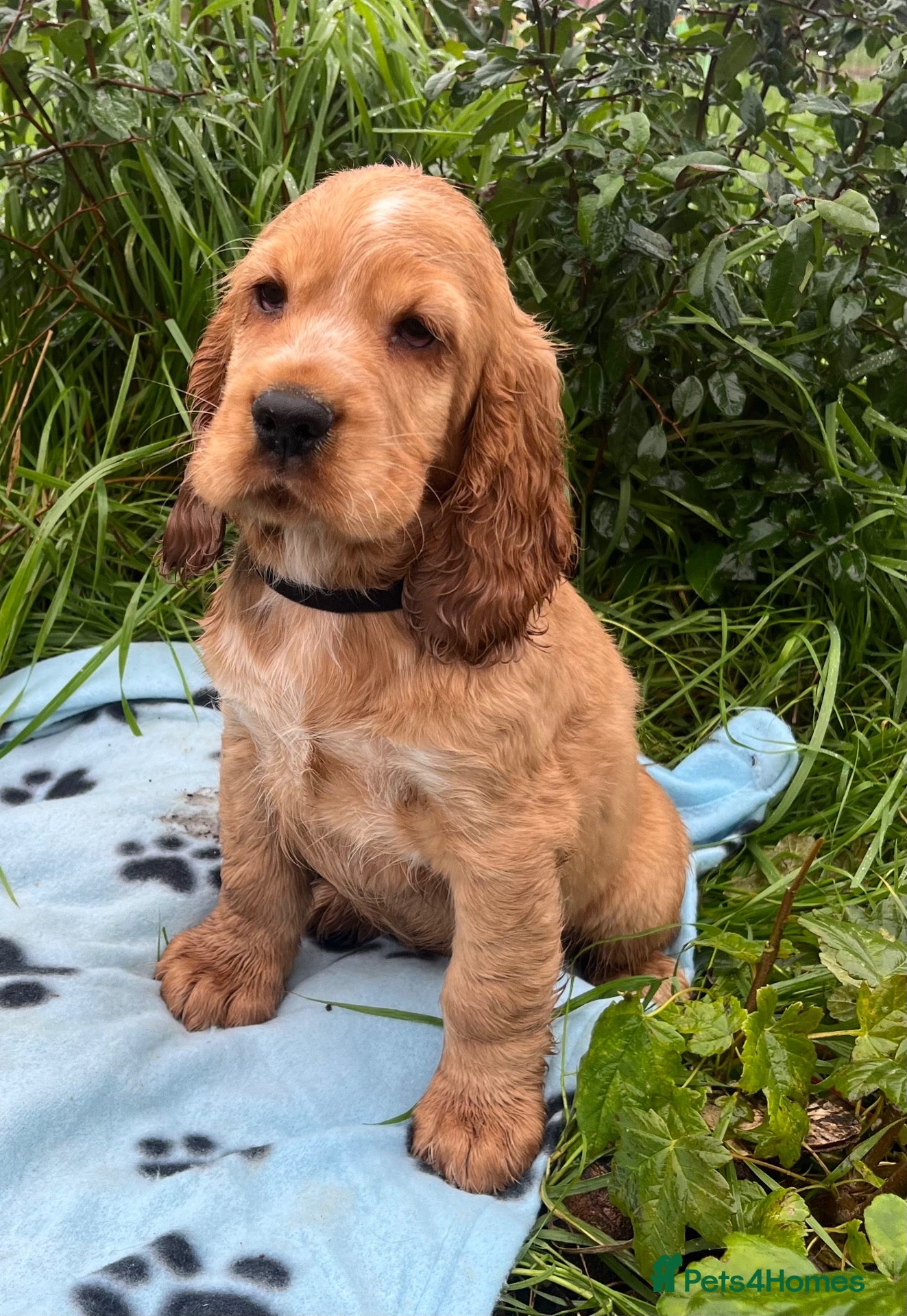 Cocker Spaniel dogs Stunning show type cocker spaniel puppies  - Advert 2