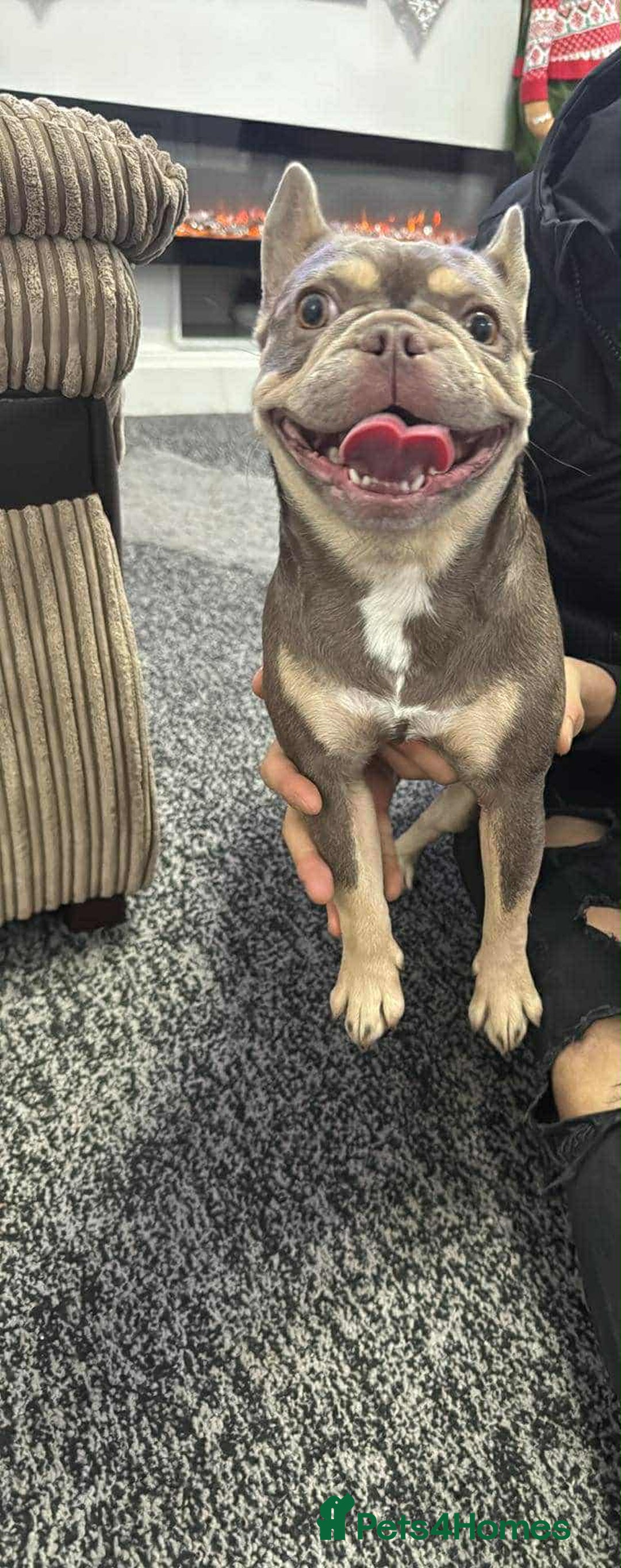 French Bulldog dogs for sale: French buldog - Advert 4