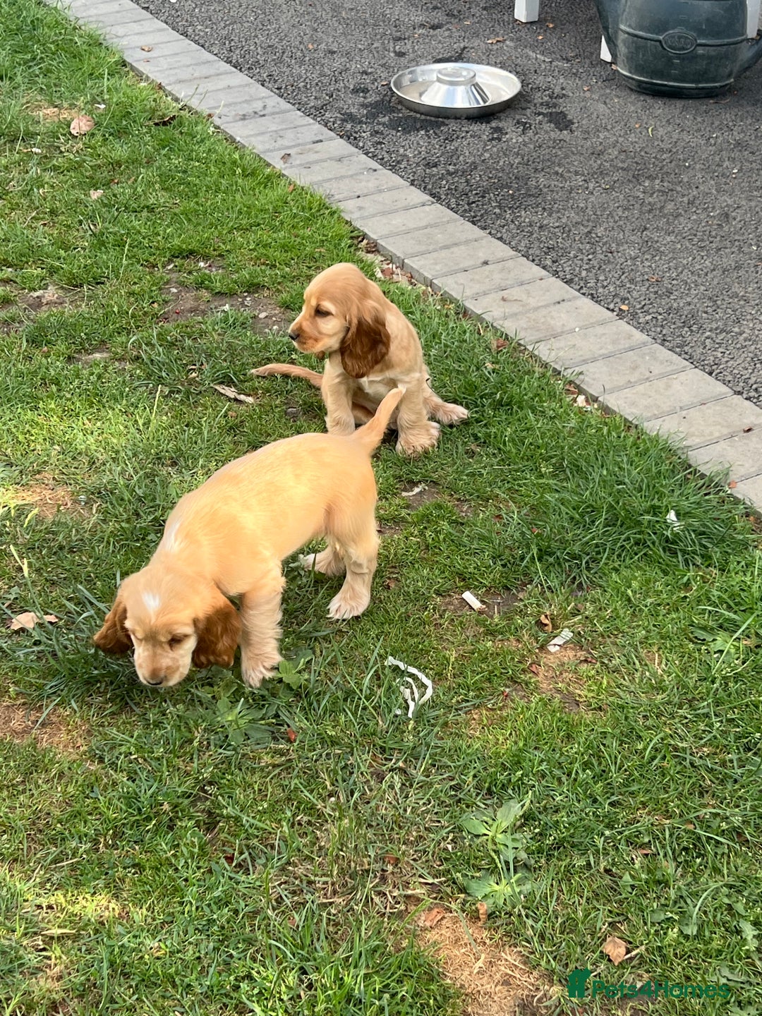 Cocker Spaniel dogs for sale: LAST 3 GIRLS ⭐️⭐️⭐️⭐️⭐️CH BLOODLINES  - Image 11