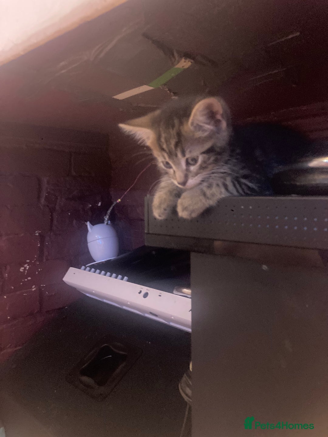 European cats for sale: 4 Cute & Cuddly Kittens Ready For Forever Home - Image 21