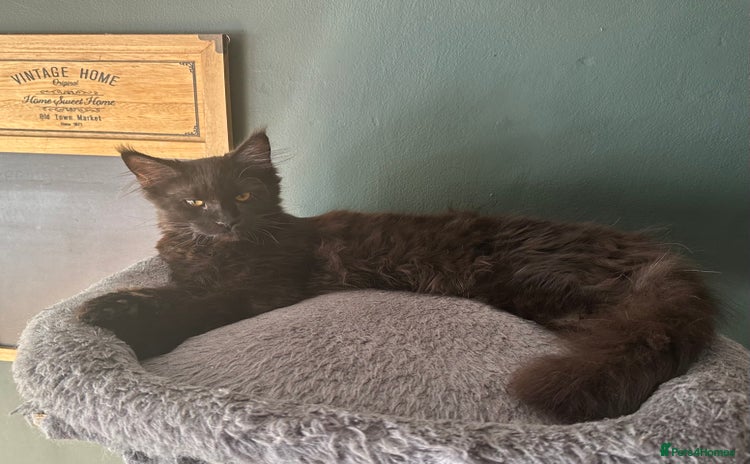 Maine Coon cats in Wednesbury - Advert 11