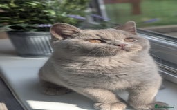 British Shorthair cats for sale: Gccf reg .Lilac British Shorthair  - Image 10