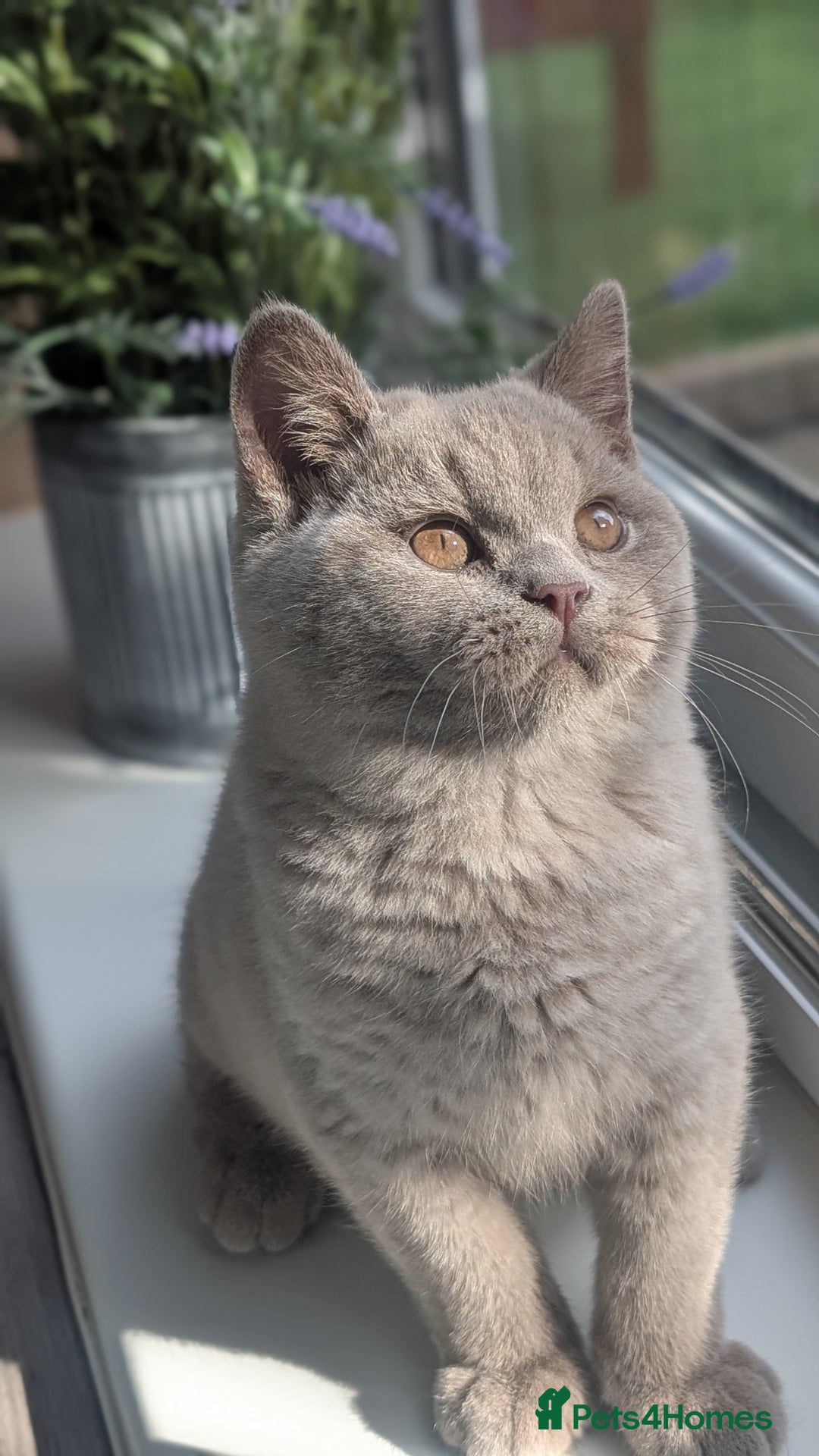 British Shorthair cats for sale: Gccf reg .Lilac British Shorthair  - Image 10