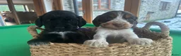 Cocker Spaniel dogs for sale: 1 boy left Show cocker spaniels - Advert 15