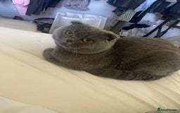 Scottish Fold cats for sale: SCOTTISH FOLD MALE 2 yrs - Advert 3
