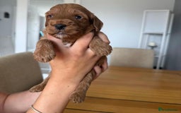 Cockapoo dogs for sale: Red fox mini Cockapoo puppies in Alfreton - Image 15