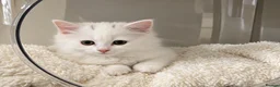 Turkish Angora cats for sale: Turkish Angora kittens  - Advert 4