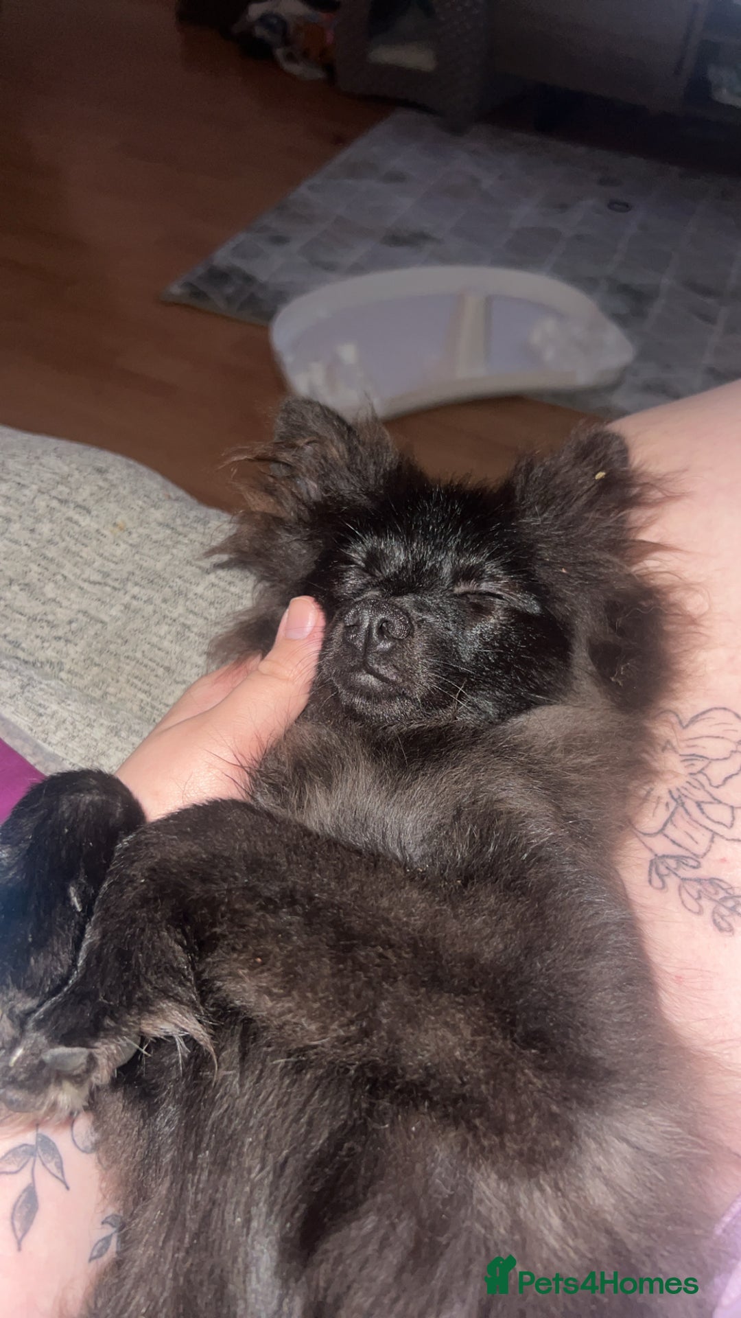 Pomeranian dogs for sale: Pomeranian looking for new home  - Advert 2