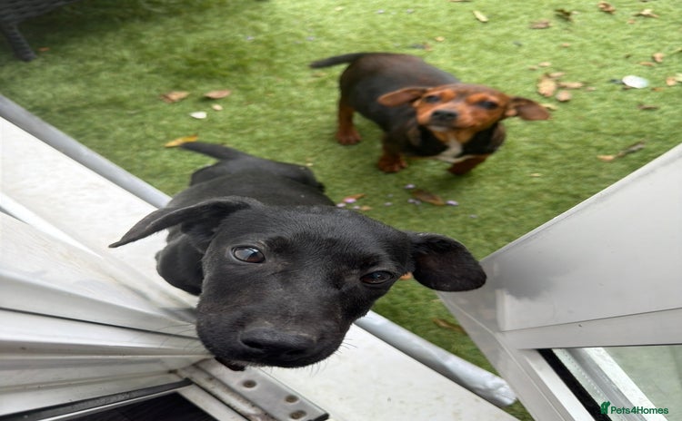 Jack Russell dogs - Advert 1