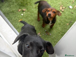 Jack Russell dogs - Advert 1