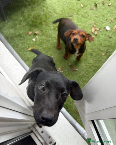 Jack Russell dogs - Advert 1