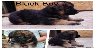 German Shepherd dogs - Advert 3