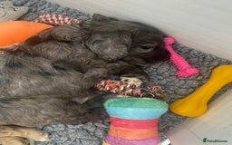 Cockapoo dogs for sale: Beautiful cockapoo puppies - Image 34