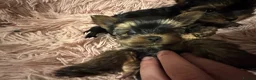 Yorkshire Terrier dogs for sale: Gorgeous Yorkshire Terrier Puppies Ready to go! 🐾 - Advert 17
