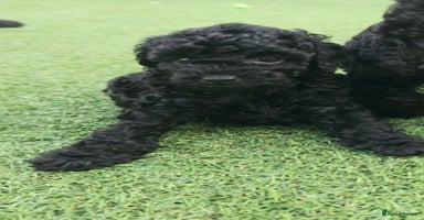 Toy Poodle dogs - Advert 9