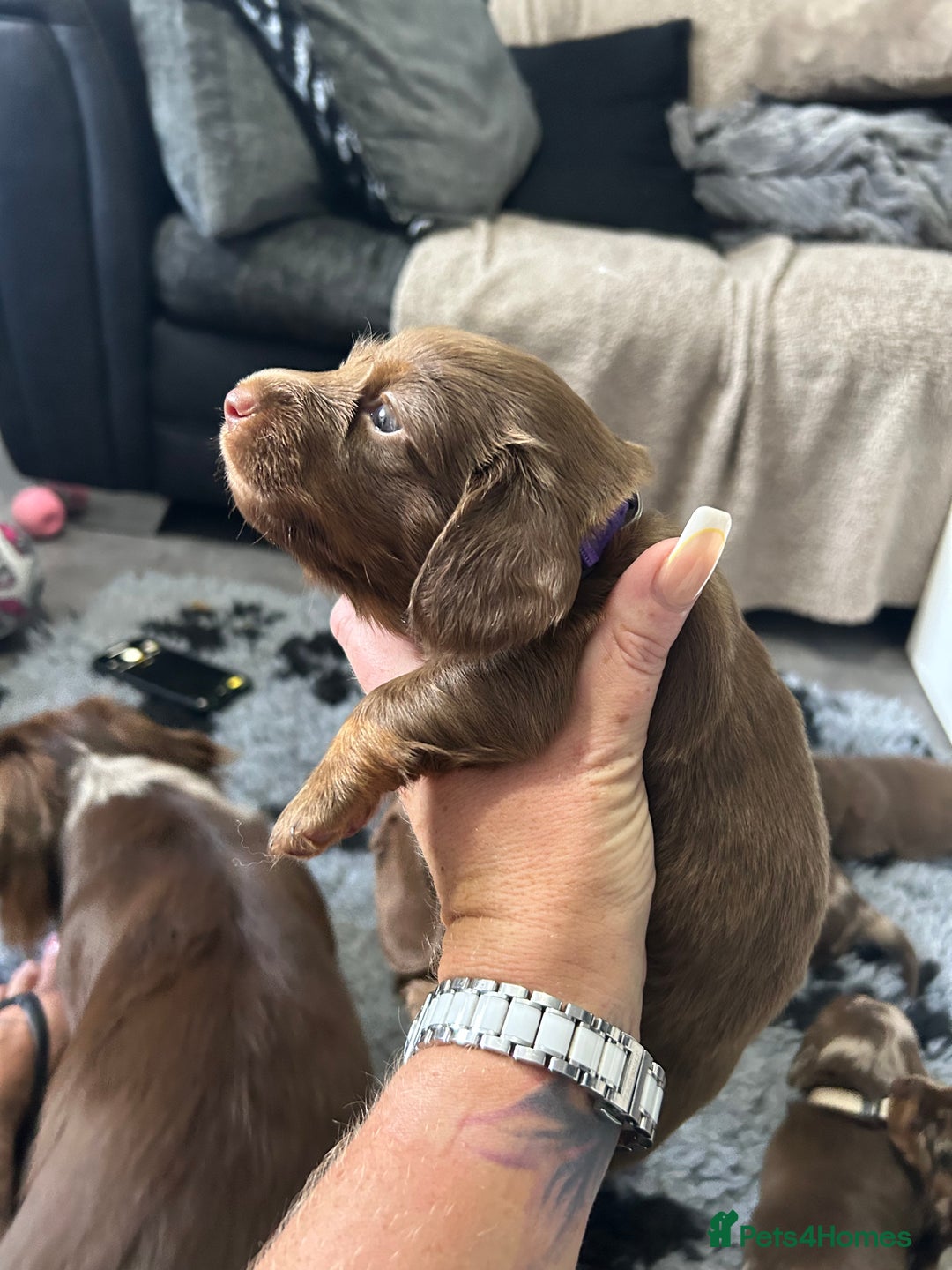 Miniature Dachshund dogs for sale: Chocolate Tan/dapple Miniature Dachsund - Image 26