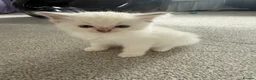 Ragdoll cats for sale: 2 stunning ragdoll kittens and 2 ragdoll x bengal  - Advert 5