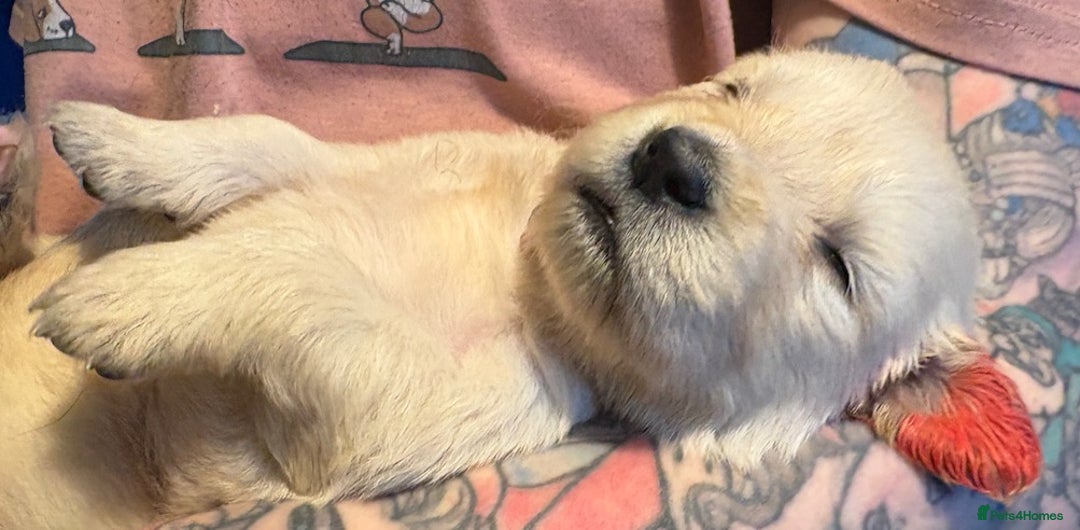 Golden Retriever dogs for sale: Gorgeous KC Registered Goldies. 5 Star Reg.Breeder - Advert 25