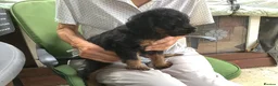 Labradoodle dogs for sale: Toy Labradoodle  - Advert 27