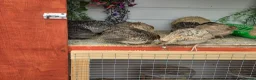 Quail poultry for sale: Coturnix quails  - Advert 2