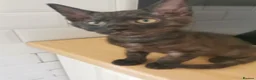 Mixed Breed cats for sale: Maine coon cross  - Advert 9