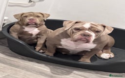 Olde English Bulldogge dogs for sale:  1 NEBBR Lilac & white female left!!  in Bury Saint Edmunds - Image 6