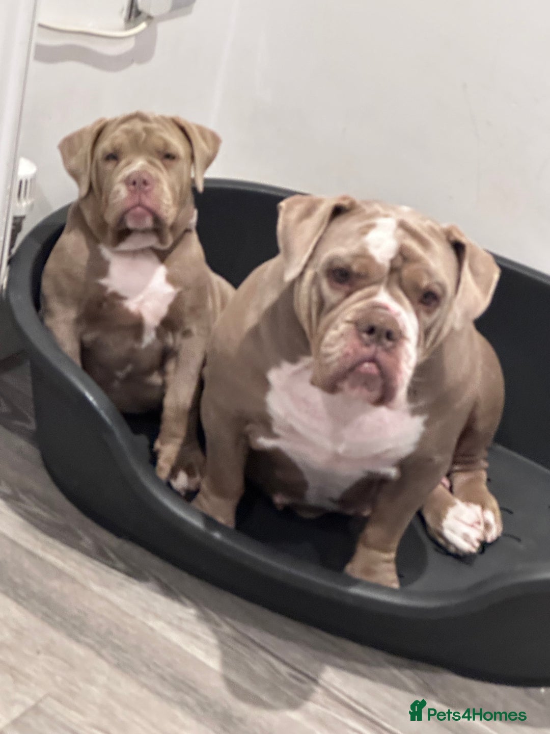 Olde English Bulldogge dogs for sale:  1 NEBBR Lilac & white female left!!  in Bury Saint Edmunds - Image 6