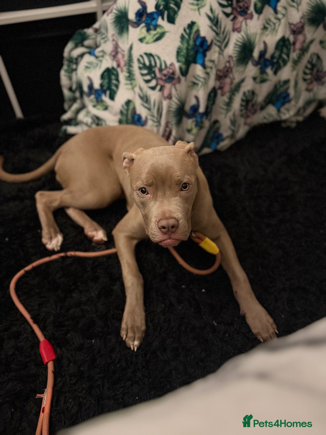 Mixed Breed dogs for sale: Cane Corso x American Bulldog - Advert 5