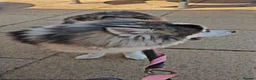 Pomsky dogs for stud: POMSKY STUD USA BLOODLINE RARE BLUE - Advert 2