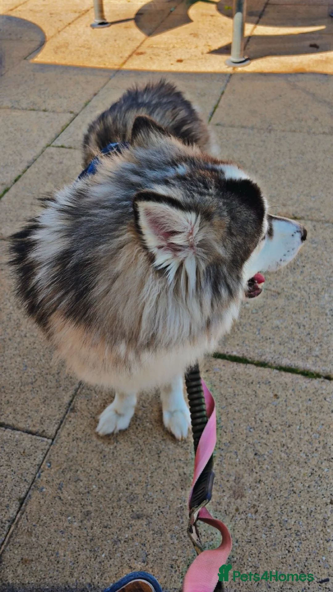 Pomsky dogs for stud: POMSKY STUD USA BLOODLINE RARE BLUE - Advert 2