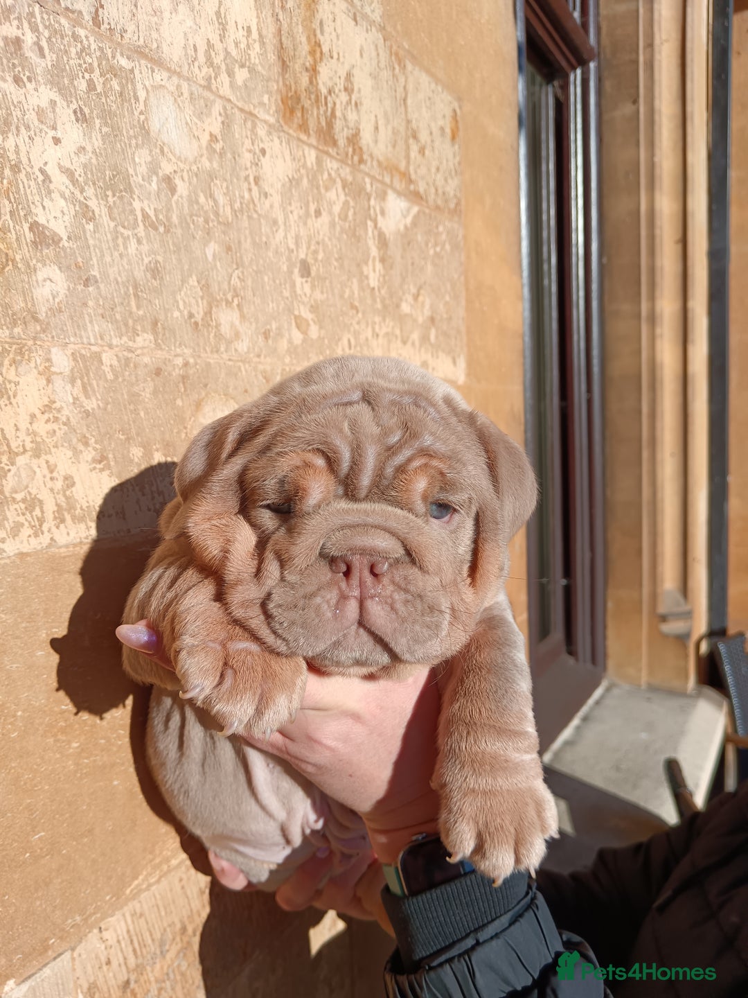English Bulldog dogs for sale: 2 stunning males from the world famous Mr muscle  - Advert 22