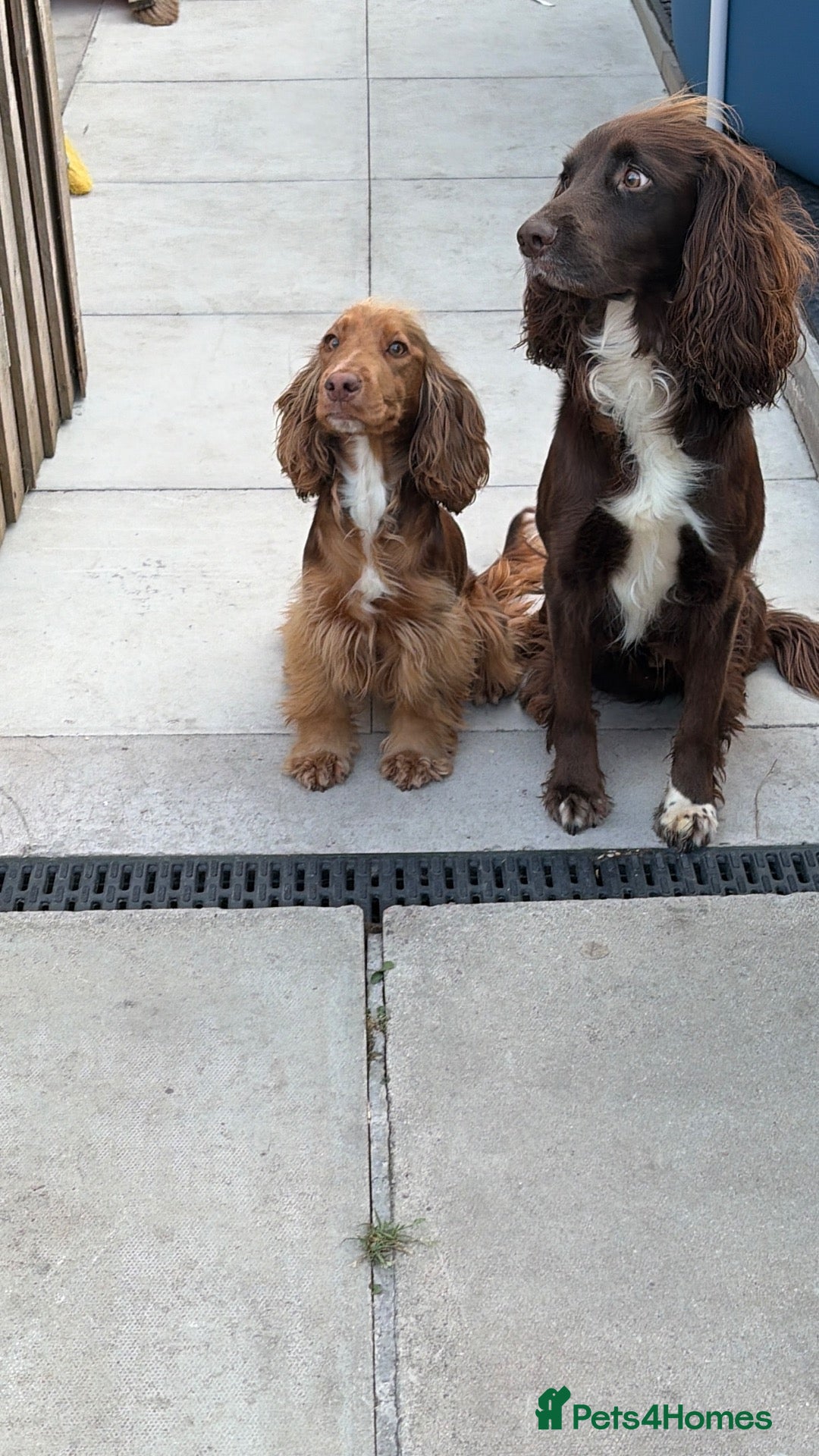Cocker Spaniel dogs Cocker spaniel puppies looking for forever homes.  - Advert 1