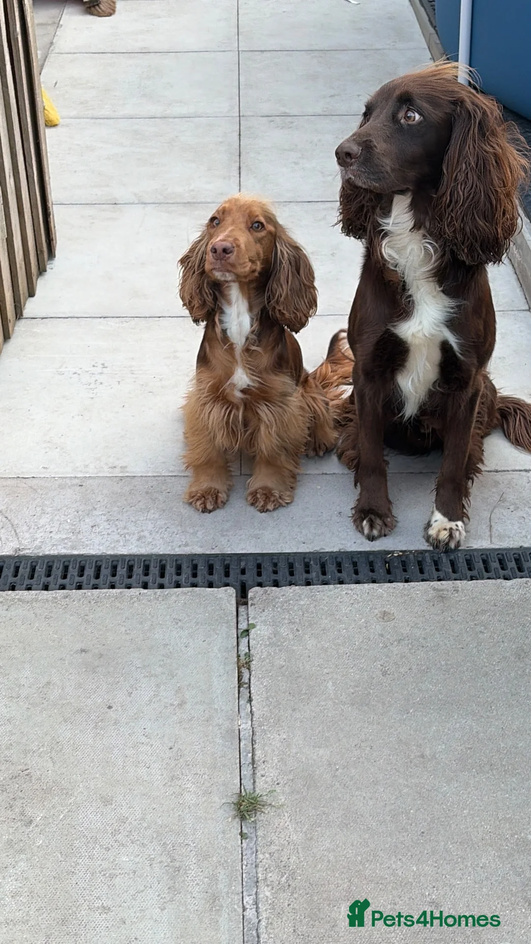 Cocker Spaniel dogs for sale: Cocker spaniel puppies looking for forever homes.  - Advert 1