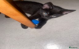 Mixed Breed cats for sale: Forever home 🙏🏻 - Image 5