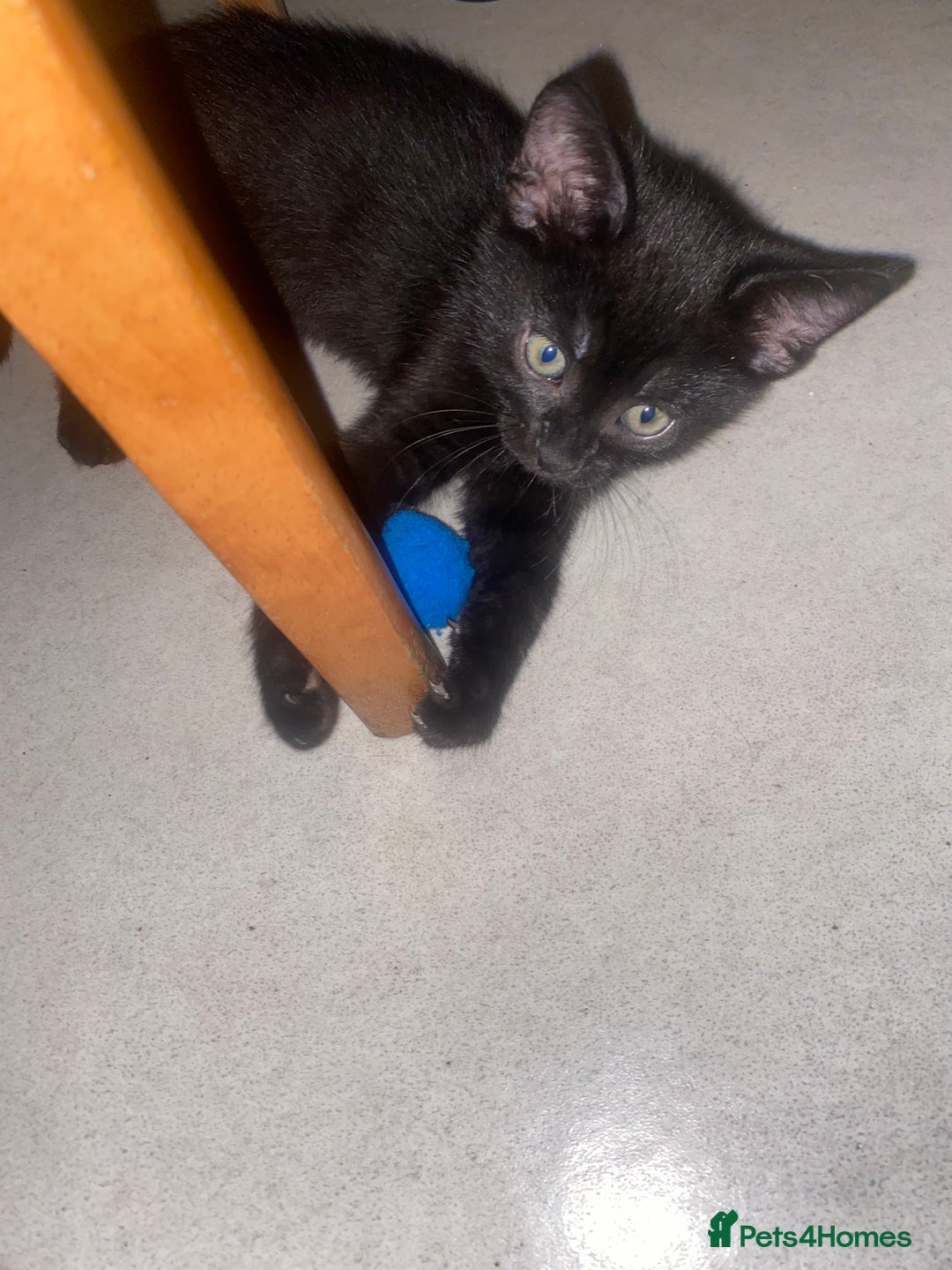Mixed Breed cats for sale: Forever home 🙏🏻 - Image 5