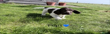 Cocker Spaniel 1