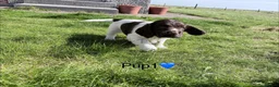 Cocker Spaniel dogs for sale: Cocker Spaniel puppies  in Orkney - Advert 23
