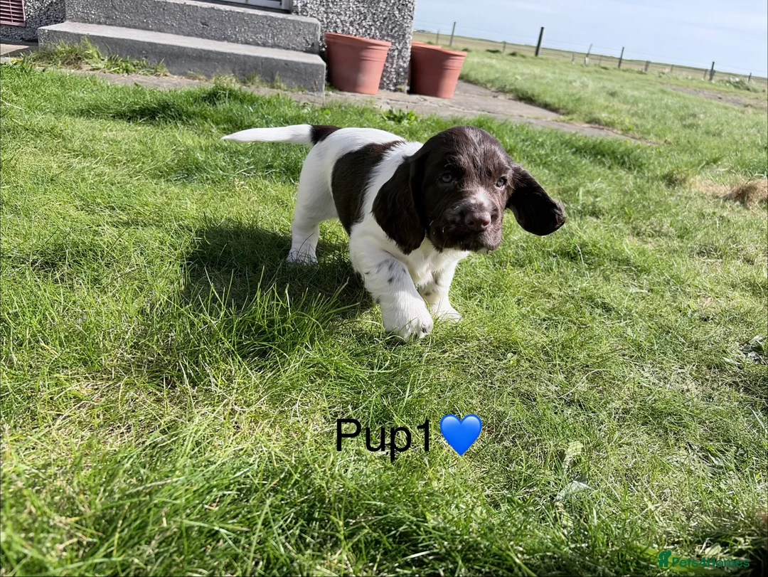 Cocker Spaniel dogs for sale: Cocker Spaniel puppies  in Orkney - Advert 23