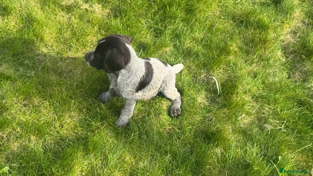 German Wirehaired Pointer dogs for sale: German Wirehaired Pointer Puppies  in Sunderland - Advert 7