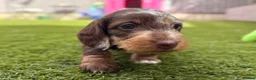Dachshund dogs for sale: Wire-haired Dachshunds 🤎🐾 - Advert 13