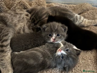 British Shorthair cats fluffy kittens! - Advert 15