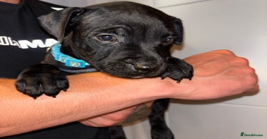 Staffordshire Bull Terrier dogs - Advert 7