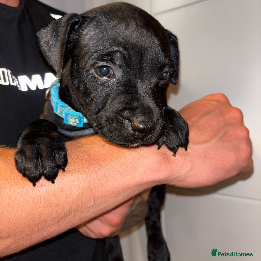 Staffordshire Bull Terrier dogs for sale: Beautiful Staffordshire bull terriers pups - Image 8