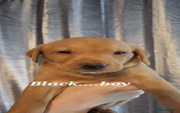 Labrador Retriever dogs for sale: KC LABRADORS - Image 11