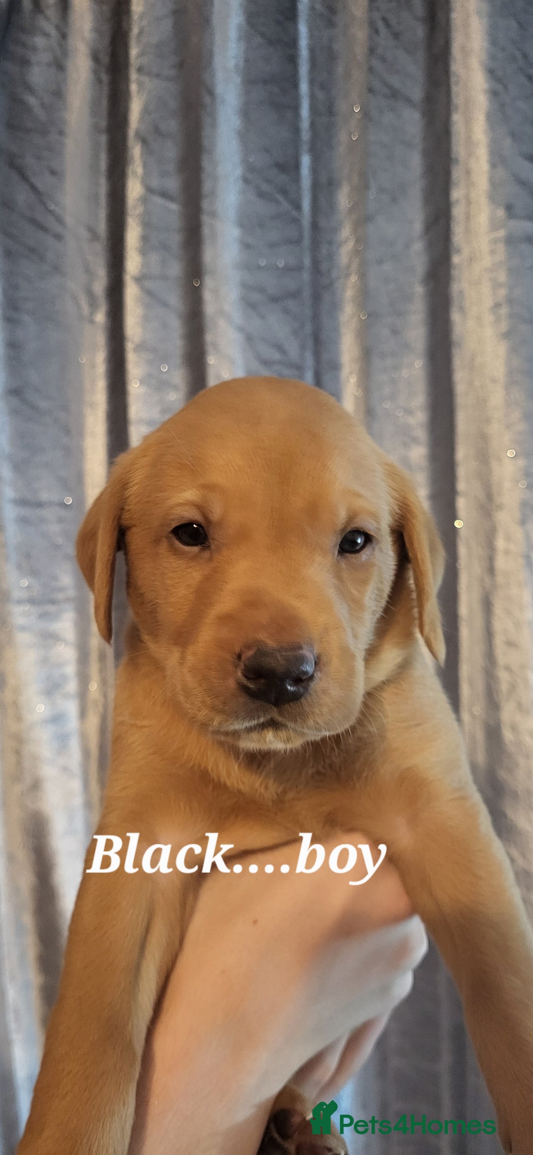 Labrador Retriever dogs for sale: KC LABRADORS - Image 11