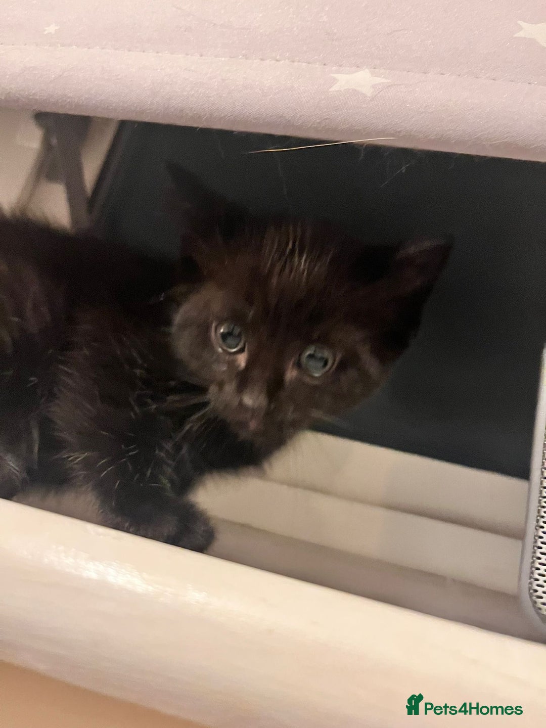 Mixed Breed cats for sale: Kittens for Sale - Advert 13